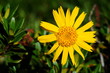 Photo en ligne au meilleur prix Arnica des montagnes