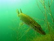 Pike in the lake Pike in the lake