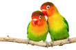 Pair of lovebirds agapornis-fischeri isolated on white