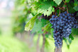 Vineyard
