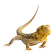 Iguane