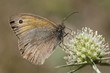 butterfly on a flower