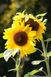 Confidences de tournesols