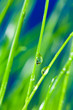 grass and drop
