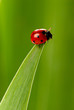 Photo: cocci cocci