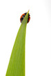 coccinelle