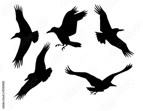 Raven Tattoo on Silhouette Of The Group Raven Isolated On White Background    Sergey