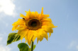 Sunny