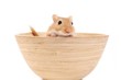 kleine Maus
