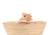 kleine maus