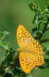 farfalla