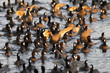 Foulque macroule - Fulica atra - Common Coot