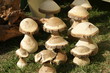 Pilze