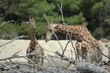Les girafes