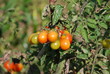 pied de tomates pied de tomates