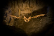Fledermaus im Flug