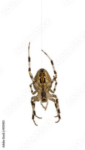 diadem spider in front of a white background diadem spider in front of a white background