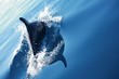 Dolphin Diving