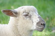Foto: Schafkopf Schafkopf