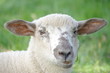 Foto: Schafkopf Schafkopf