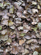 Autumn leaves