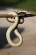 reptile - couleuvre