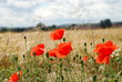 Kornblumen