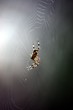 Foto: Spinne Spinne