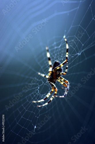 Foto: Spinne Spinne