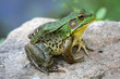 A big green bullfrog sitting on a rock