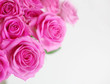 Roses in close up Roses in close up