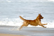 Chien 13
