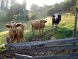 ranch 003