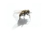 Fly
