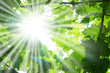 Sun beams and green leaves Sun beams and green leaves