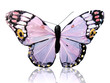Schmetterling