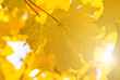 Autumn maple leafs Autumn maple leafs