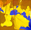 Autumn leafs Autumn leafs