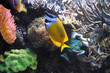 Tropische Fische in einem Korallenriff