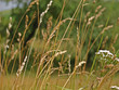 Blumen / Flowers Blumen / Flowers