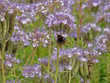 Blumen / Flowers Blumen / Flowers
