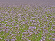 Blumen / Flowers Blumen / Flowers