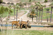 antelopes