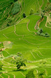riziere de montagne (Yunnan - Chine) riziere de montagne (Yunnan - Chine)