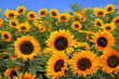 Field of Bright Happy Sunflowers Outside on a Sunny Day