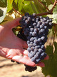 Grapes on the vine