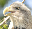 Foto: American Bald Eagle American Bald Eagle