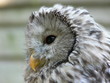 HIBOU