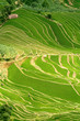 riziere de montagne (Yunnan - Chine) riziere de montagne (Yunnan - Chine)