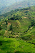 riziere de montagne (Yunnan - Chine) riziere de montagne (Yunnan - Chine)
